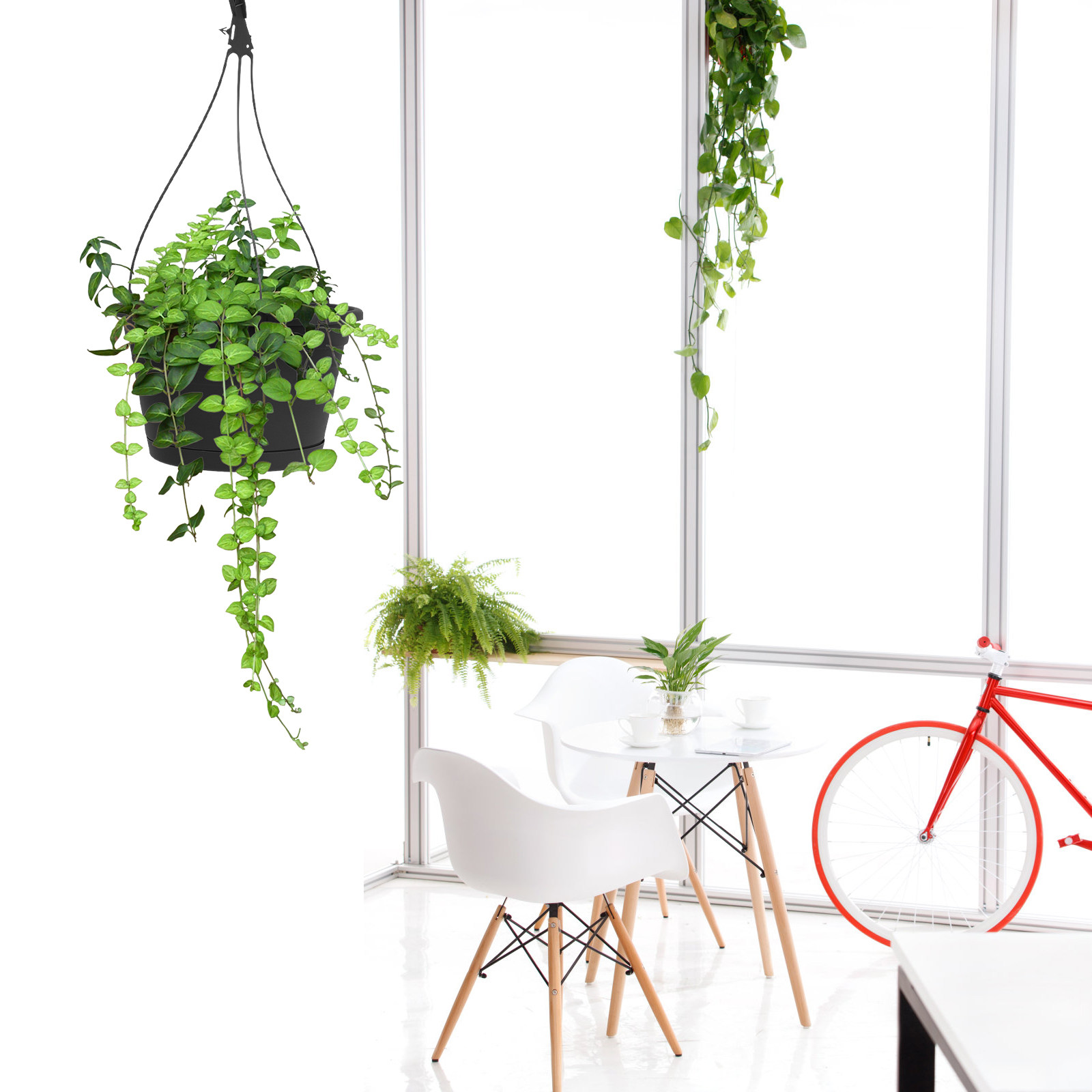 1 vaso da appendere per piante - Spider Plant Hanging recensione e prezzo